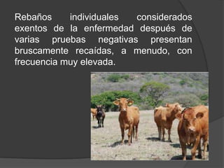 Rebaños
individuales
considerados
exentos de la enfermedad después de
varias pruebas negativas presentan
bruscamente recaídas, a menudo, con
frecuencia muy elevada.

 