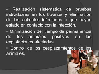• Realización sistemática de pruebas
individuales en los bovinos y eliminación
de los animales infectados o que hayan
estado en contacto con la infección.
• Minimización del tiempo de permanencia
de los animales positivos en las
explotaciones afectadas.
• Control de los desplazamientos de los
animales.

 