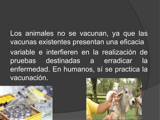 Los animales no se vacunan, ya que las
vacunas existentes presentan una eficacia
variable e interfieren en la realización de
pruebas destinadas a erradicar la
enfermedad. En humanos, sí se practica la
vacunación.

 