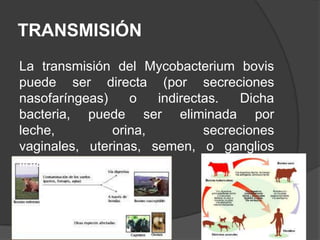 TRANSMISIÓN
La transmisión del Mycobacterium bovis
puede ser directa (por secreciones
nasofaríngeas)
o
indirectas.
Dicha
bacteria, puede ser eliminada por
leche,
orina,
secreciones
vaginales, uterinas, semen, o ganglios
linfáticos ulcerados

 