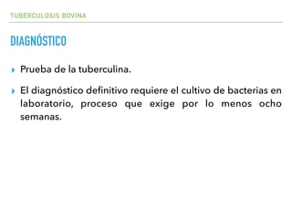 TUBERCULOSIS BOVINA
DIAGNÓSTICO
▸ Prueba de la tuberculina.
▸ El diagnóstico deﬁnitivo requiere el cultivo de bacterias en
laboratorio, proceso que exige por lo menos ocho
semanas.
 