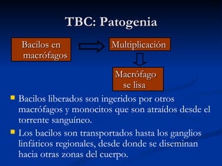 TBC: Patogenia
    Bacilos en             Multiplicación
    macrófagos
                               Macrófago
                                 se lisa
   Bacilos liberados son ingeridos por otros
    macrófagos y monocitos que son atraídos desde el
    torrente sanguíneo.
   Los bacilos son transportados hasta los ganglios
    linfáticos regionales, desde donde se diseminan
    hacia otras zonas del cuerpo.
 