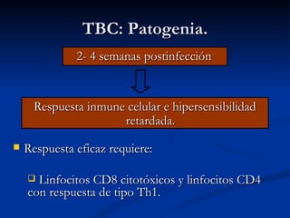 TBC: Patogenia.
              2- 4 semanas postinfección


     Respuesta inmune celular e hipersensibilidad
                     retardada.

   Respuesta eficaz requiere:

     Linfocitos CD8 citotóxicos y linfocitos CD4
    con respuesta de tipo Th1.
 