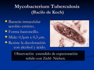 Mycobacterium Tuberculosis
                 (Bacilo de Koch)
   Bacteria intracelular
    aerobio estricto.
   Forma bastoncillo.
   Mide: 0,5µm x 0,3 µm.
   Resiste la decoloración
       con alcohol y ácido.
       Observación extendido de expectoración
             teñido con Ziehl- Nielsen.
 