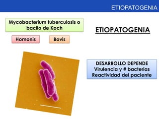 ETIOPATOGENIA

Mycobacterium tuberculosis o
     bacilo de Koch
                                ETIOPATOGENIA
  Homonis        Bovis



                                 DESARROLLO DEPENDE
                                Virulencia y # bacterias
                               Reactividad del paciente
 