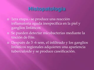    1era etapa.- se produce una reacción
    inflamatoria aguda inespecífica en la piel y
    ganglios linfáticos
   Se pueden detectar micobacterias mediante la
    tinción de Fite.
   Después de 3 -6 sem, el infiltrado y los ganglios
    linfáticos regionales adquieren una apariencia
    tuberculoide y se produce caseificación.
 