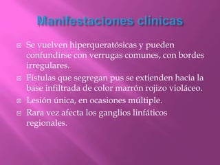    Se vuelven hiperqueratósicas y pueden
    confundirse con verrugas comunes, con bordes
    irregulares.
   Fístulas que segregan pus se extienden hacia la
    base infiltrada de color marrón rojizo violáceo.
   Lesión única, en ocasiones múltiple.
   Rara vez afecta los ganglios linfáticos
    regionales.
 