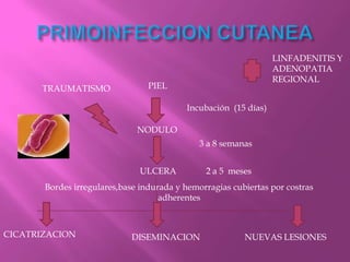 LINFADENITIS Y
                                                                 ADENOPATIA
                                                                 REGIONAL
      TRAUMATISMO                PIEL

                                          Incubación (15 días)

                              NODULO
                                              3 a 8 semanas


                               ULCERA          2 a 5 meses
       Bordes irregulares,base indurada y hemorragias cubiertas por costras
                                    adherentes



CICATRIZACION               DISEMINACION                 NUEVAS LESIONES
 