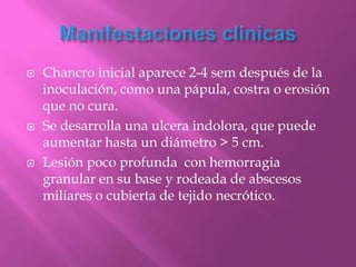    Chancro inicial aparece 2-4 sem después de la
    inoculación, como una pápula, costra o erosión
    que no cura.
   Se desarrolla una ulcera indolora, que puede
    aumentar hasta un diámetro > 5 cm.
   Lesión poco profunda con hemorragia
    granular en su base y rodeada de abscesos
    miliares o cubierta de tejido necrótico.
 