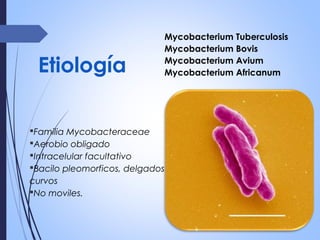 Etiología
Mycobacterium Tuberculosis
Mycobacterium Bovis
Mycobacterium Avium
Mycobacterium Africanum
Familia Mycobacteraceae
Aerobio obligado
Intracelular facultativo
Bacilo pleomorficos, delgados
curvos
No moviles.
 