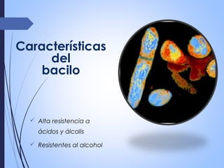 Características
del
bacilo
 Alta resistencia a
ácidos y álcalis
 Resistentes al alcohol
 
