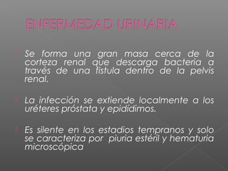  Se forma una gran masa cerca de la
corteza renal que descarga bacteria a
través de una fistula dentro de la pelvis
renal.
 La infección se extiende localmente a los
uréteres próstata y epidídimos.
 Es silente en los estadios tempranos y solo
se caracteriza por piuria estéril y hematuria
microscópica
 