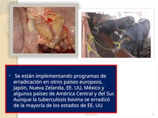 28/09/2024 12
 Se están implementando programas de
erradicación en otros países europeos,
Japón, Nueva Zelanda, EE. UU, México y
algunos países de América Central y del Sur.
Aunque la tuberculosis bovina se erradicó
de la mayoría de los estados de EE. UU
 