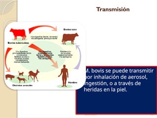 28/09/2024 13
Transmisión
 M. bovis se puede transmitir
por inhalación de aerosol,
ingestión, o a través de
heridas en la piel.
 