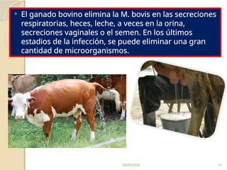 28/09/2024 14
 El ganado bovino elimina la M. bovis en las secreciones
respiratorias, heces, leche, a veces en la orina,
secreciones vaginales o el semen. En los últimos
estadios de la infección, se puede eliminar una gran
cantidad de microorganismos.
 