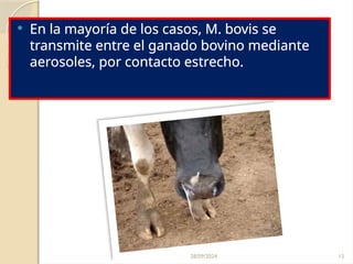 28/09/2024 15
 En la mayoría de los casos, M. bovis se
transmite entre el ganado bovino mediante
aerosoles, por contacto estrecho.
 