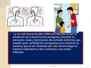 28/09/2024 16
 La vía más frecuente (80 a 90%) de infección es por la
inhalación de la bacteria (vía aerógena), presente en
aerosoles, toses y secreciones de animales enfermos que
expelen gran cantidad de microgotitas que contienen la
bacteria, que al ser inhaladas por otro bovino llegan al
sistema respiratorio y dan comienzo a una nueva
infección.
 