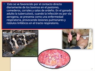 28/09/2024 17
 Esto se ve favorecido por el contacto directo
diariamente de los bovinos en el pastoreo,
comederos, corrales y salas de ordeño. En el ganado
adulto la tuberculosis, cuando la infección es por vía
aerogena, se presenta como una enfermedad
respiratoria, provocando lesiones pulmonares y
nódulos linfáticos en el tracto respiratorio.
 