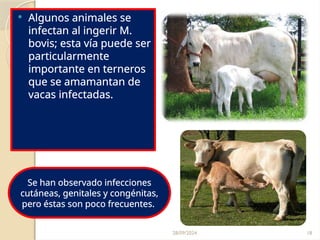 28/09/2024 18
 Algunos animales se
infectan al ingerir M.
bovis; esta vía puede ser
particularmente
importante en terneros
que se amamantan de
vacas infectadas.
Se han observado infecciones
cutáneas, genitales y congénitas,
pero éstas son poco frecuentes.
 