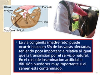 28/09/2024 22
 La vía congénita (madre-feto) puede
ocurrir hasta en 5% de las vacas afectadas,
teniendo poca importancia relativa al igual
que la transmisión por el servicio natural.
En el caso de inseminación artificial la
difusión puede ser muy importante si el
semen esta contaminado.
 