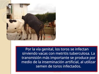 28/09/2024 23
Por la vía genital, los toros se infectan
sirviendo vacas con metritis tuberculosa. La
transmisión más importante se produce por
medio de la inseminación artificial, al utilizar
semen de toros infectados.
 