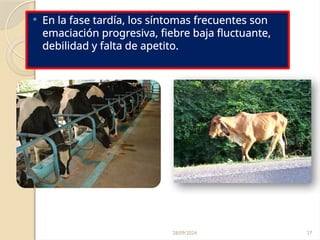 28/09/2024 27
 En la fase tardía, los síntomas frecuentes son
emaciación progresiva, fiebre baja fluctuante,
debilidad y falta de apetito.
 