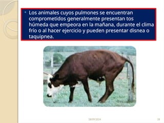 28/09/2024 28
 Los animales cuyos pulmones se encuentran
comprometidos generalmente presentan tos
húmeda que empeora en la mañana, durante el clima
frío o al hacer ejercicio y pueden presentar disnea o
taquipnea.
 