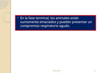 28/09/2024 29
 En la fase terminal, los animales están
sumamente emaciados y pueden presentar un
compromiso respiratorio agudo.
 