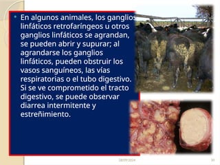 28/09/2024 30
 En algunos animales, los ganglios
linfáticos retrofaríngeos u otros
ganglios linfáticos se agrandan,
se pueden abrir y supurar; al
agrandarse los ganglios
linfáticos, pueden obstruir los
vasos sanguíneos, las vías
respiratorias o el tubo digestivo.
Si se ve comprometido el tracto
digestivo, se puede observar
diarrea intermitente y
estreñimiento.
 