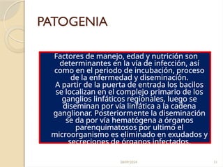 28/09/2024 31
PATOGENIA
Factores de manejo, edad y nutrición son
determinantes en la vía de infección, así
como en el periodo de incubación, proceso
de la enfermedad y diseminación.
A partir de la puerta de entrada los bacilos
se localizan en el complejo primario de los
ganglios linfáticos regionales, luego se
diseminan por vía linfática a la cadena
ganglionar. Posteriormente la diseminación
se da por vía hematógena a órganos
parenquimatosos por ultimo el
microorganismo es eliminado en exudados y
secreciones de órganos infectados.
 