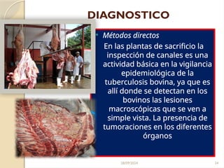 28/09/2024 34
DIAGNOSTICO
 Métodos directos
En las plantas de sacrificio la
inspección de canales es una
actividad básica en la vigilancia
epidemiológica de la
tuberculosis bovina, ya que es
allí donde se detectan en los
bovinos las lesiones
macroscópicas que se ven a
simple vista. La presencia de
tumoraciones en los diferentes
órganos
 