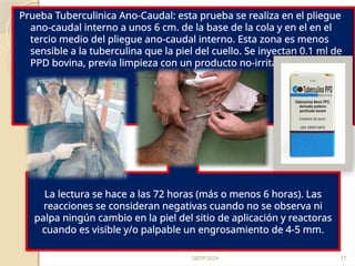 28/09/2024 37
Prueba Tuberculinica Ano-Caudal: esta prueba se realiza en el pliegue
ano-caudal interno a unos 6 cm. de la base de la cola y en el en el
tercio medio del pliegue ano-caudal interno. Esta zona es menos
sensible a la tuberculina que la piel del cuello. Se inyectan 0.1 ml de
PPD bovina, previa limpieza con un producto no-irritante.
La lectura se hace a las 72 horas (más o menos 6 horas). Las
reacciones se consideran negativas cuando no se observa ni
palpa ningún cambio en la piel del sitio de aplicación y reactoras
cuando es visible y/o palpable un engrosamiento de 4-5 mm.
 