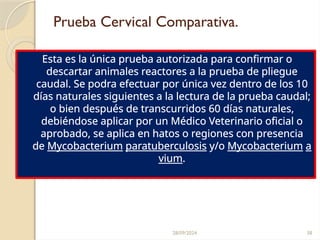 28/09/2024 38
Prueba Cervical Comparativa.
Esta es la única prueba autorizada para confirmar o
descartar animales reactores a la prueba de pliegue
caudal. Se podra efectuar por única vez dentro de los 10
días naturales siguientes a la lectura de la prueba caudal;
o bien después de transcurridos 60 días naturales,
debiéndose aplicar por un Médico Veterinario oficial o
aprobado, se aplica en hatos o regiones con presencia
de Mycobacterium paratuberculosis y/o Mycobacterium a
vium.
 