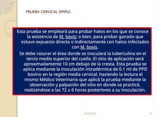 28/09/2024 39
PRUEBA CERVICAL SIMPLE.
Esta prueba se empleará para probar hatos en los que se conoce
la existencia de M. bovis; o bien, para probar ganado que
estuvo expuesto directa o indirectamente con hatos infectados
con M. bovis.
Se debe rasurar el área donde se inoculará la tuberculina en el
tercio medio superior del cuello. El sitio de aplicación será
aproximadamente 10 cm debajo de la cresta. Esta prueba se
aplica mediante la inoculación intradérmica de 0.1 ml de PPD
bovino en la región media cervical, haciendo la lectura el
mismo Médico Veterinario que aplicó la prueba mediante la
observación y palpación del sitio en donde se practicó,
realizándose a las 72 ± 6 horas posteriores a su inoculación.
 