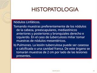 28/09/2024 40
HISTOPATOLOGIA
Nódulos Linfáticos.
Tomando muestras preferentemente de los nódulos
de la cabeza, preescapulares, mediastínicos
anteriores y posteriores y bronquiales derecho e
izquierdo. En el caso de tuberculosis miliar tomar
muestras de nódulos mesentéricos.
b) Pulmones. La lesión tuberculosa puede ser caseosa
o calcificada o una cavidad franca. De este órgano se
tomarán muestras de 2 cm por lado de las lesiones
presentes.
 