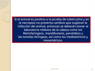 28/09/2024 42
Si el animal es positivo a la prueba de tuberculina y en
la necropsia no presenta cambios que sugieran la
infección del animal, entonces se deberán enviar al
laboratorio nódulos de la cabeza como los
Retrofaringeos, mandibulares, parotídeos y
las tonsilas faríngeas, así como los mediastínicos y
mesentéricos.
 
