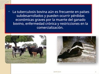 28/09/2024 6
 La tuberculosis bovina aún es frecuente en países
subdesarrollados y pueden ocurrir pérdidas
económicas graves por la muerte del ganado
bovino, enfermedad crónica y restricciones en la
comercialización.
 