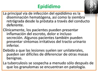 Epidídimo
La principal vía de infección del epidídimo es la
   diseminación hematógena, así como la siembra
   retrógrada desde la próstata a través del conducto
   deferente.
Clínicamente, los pacientes pueden presentar
   inflamación del escroto, dolor e incluso
   secreción. Algunos pacientes también pueden
   presentar síntomas irritativos del tracto urinario
   inferior.
Debido a que las lesiones suelen ser unilaterales,
   pueden ser difíciles de diferenciar de otras masas
   benignas.
La tuberculosis se sospecha a menudo sólo después de
   que los granulomas se encuentran en patología.
 