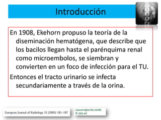 Introducción

En 1908, Ekehorn propuso la teoría de la
  diseminación hematógena, que describe que
  los bacilos llegan hasta el parénquima renal
  como microembolos, se siembran y
  convierten en un foco de infección para el TU.
Entonces el tracto urinario se infecta
  secundariamente a través de la orina.
 
