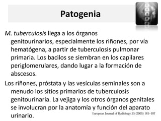 Patogenia
M. tuberculosis llega a los órganos
  genitourinarios, especialmente los riñones, por vía
  hematógena, a partir de tuberculosis pulmonar
  primaria. Los bacilos se siembran en los capilares
  periglomerulares, dando lugar a la formación de
  abscesos.
Los riñones, próstata y las vesículas seminales son a
  menudo los sitios primarios de tuberculosis
  genitourinaria. La vejiga y los otros órganos genitales
  se involucran por la anatomía y función del aparato
  urinario.
 