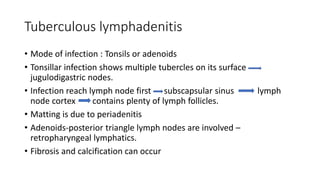 Tuberculous lymphadenitis
• Mode of infection : Tonsils or adenoids
• Tonsillar infection shows multiple tubercles on its surface
jugulodigastric nodes.
• Infection reach lymph node first subscapsular sinus lymph
node cortex contains plenty of lymph follicles.
• Matting is due to periadenitis
• Adenoids-posterior triangle lymph nodes are involved –
retropharyngeal lymphatics.
• Fibrosis and calcification can occur
 