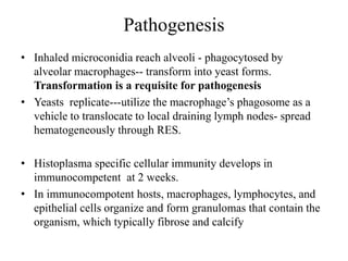 Pathogenesis
• Inhaled microconidia reach alveoli - phagocytosed by
alveolar macrophages-- transform into yeast forms.
Transformation is a requisite for pathogenesis
• Yeasts replicate---utilize the macrophage’s phagosome as a
vehicle to translocate to local draining lymph nodes- spread
hematogeneously through RES.
• Histoplasma specific cellular immunity develops in
immunocompetent at 2 weeks.
• In immunocompotent hosts, macrophages, lymphocytes, and
epithelial cells organize and form granulomas that contain the
organism, which typically fibrose and calcify
 