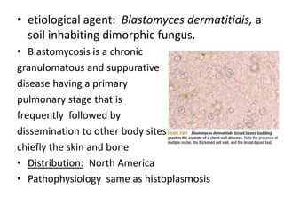 • etiological agent: Blastomyces dermatitidis, a
soil inhabiting dimorphic fungus.
• Blastomycosis is a chronic
granulomatous and suppurative
disease having a primary
pulmonary stage that is
frequently followed by
dissemination to other body sites,
chiefly the skin and bone
• Distribution: North America
• Pathophysiology same as histoplasmosis
 