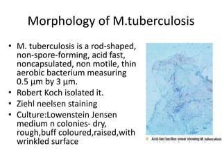 Morphology of M.tuberculosis
• M. tuberculosis is a rod-shaped,
non-spore-forming, acid fast,
noncapsulated, non motile, thin
aerobic bacterium measuring
0.5 μm by 3 μm.
• Robert Koch isolated it.
• Ziehl neelsen staining
• Culture:Lowenstein Jensen
medium n colonies- dry,
rough,buff coloured,raised,with
wrinkled surface
 