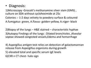 • Diagnosis:
1)Microscopy -Grocott’s methanamine silver stain (GMS) ,
culture on SDA without cycloheximide at 25c
Colonies :- 1-2 days velvety to powdery surface & coloured
A.fumigatus- green, A.flavus- golden-yellow, A.niger- black
2)Biopsy of the lungs – H&E stained – characteristic hyphae
3)Autopsy Findings of the lungs : Dilated bronchioles ,Alveolar
septae showed congested vessels,Edema and hemorrhage
4) Aspergillus antigen test relies on detection of galactomannan
release from Aspergillus organisms during growth
5) elevated total and specific serum IgE levels
6)CXR n CT chest- halo sign
 