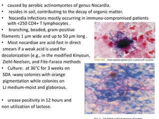 • caused by aerobic actinomycetes of genus Nocardia.
• resides in soil, contributing to the decay of organic matter.
• Nocardia infections mostly occurring in immuno-compromised patients
with <250 CD4+ T lymphocytes .
• branching, beaded, gram-positive
filaments 1 μm wide and up to 50 μm long .
• Most nocardiae are acid-fast in direct
smears if a weak acid is used for
decolorization (e.g., in the modified Kinyoun,
Ziehl-Neelsen, and Fite-Faraco methods
• Culture: at 36°C for 3 weeks on
SDA -waxy colonies with orange
pigmentation while colonies on
LJ medium-moist and glaborous.
• urease positivity in 12 hours and
non utilization of lactose.
 