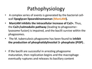 Pathophysiology
• A complex series of events is generated by the bacterial cell-
wall lipoglycan lipoarabinomannan (ManLAM).
• ManLAM inhibits the intracellular increase of Ca2+. Thus,
the Ca2+/calmodulin pathway (leading to phagosome–
lysosome fusion) is impaired, and the bacilli survive within the
phagosomes.
• The M. tuberculosis phagosome has been found to inhibit
the production of phosphatidylinositol 3- phosphate (PI3P)..
• If the bacilli are successful in arresting phagosome
maturation, then replication begins and the macrophage
eventually ruptures and releases its bacillary content
 