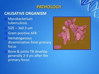 PATHOLOGY
CAUSATIVE ORGANISM
Mycobacterium
tuberculosis.
 SIZE – 3x0.3 um
 Gram positive AFB `
 Hematogenous
dissemination from primary
focus
 Bone & joints TB develop
generally 2-3 yrs after the
primary focus


 