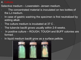 4. Culture:
Selective medium – Lowenstein- Jensen medium.
• The concentrated material is inoculated on two bottles of
the LJ medium.
• In case of gastric washing the specimen is first neutralized by
adding alkali.
• The culture medium is incubated at 37 C .
• The tubercle bacilli grows usually within 2-8 weeks.
• In positive culture – ROUGH, TOUGH and BUFF colonies are
formed .
• In liquid medium bacilli grow as a surface pellicle.
 