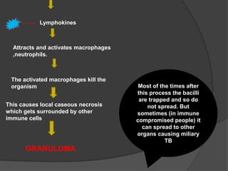 Lymphokines
Attracts and activates macrophages
,neutrophils.
The activated macrophages kill the
organism
This causes local caseous necrosis
which gets surrounded by other
immune cells
GRANULOMA
Most of the times after
this process the bacilli
are trapped and so do
not spread. But
sometimes (in immune
compromised people) it
can spread to other
organs causing miliary
TB
 